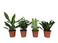 Grønne planter miks Ø11 cm